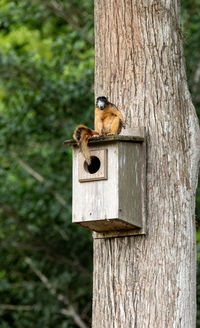 View of squirrel on tree trunk