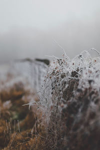 Close-up of spider web against sky