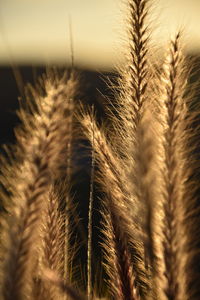 Close-up of stalks in field