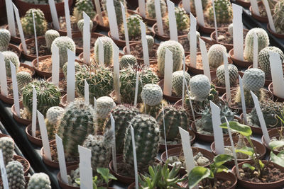 Full frame shot of succulent plants