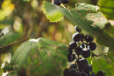 Close-up of grapes growing in vineyard