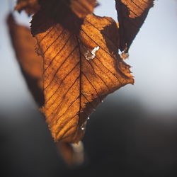 Close-up of dry leaf on plant during autumn