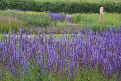 Salvia nemorosa, also known as woodland sage or balkan clary. purple flowers in a country garden