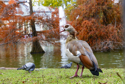 Duck on field