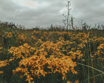 Yellow flowering plants on field against sky
