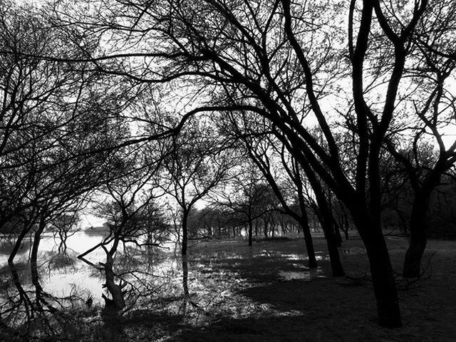 tree, bare tree, branch, water, tranquility, tranquil scene, nature, tree trunk, scenics, beauty in nature, sky, lake, silhouette, river, outdoors, no people, idyllic, growth, park - man made space, non-urban scene