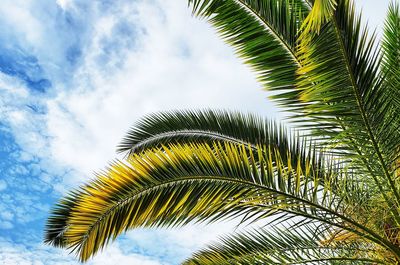 Low angle view of coconut palm tree against sky