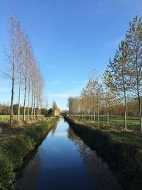 Reflection of trees in water against clear sky