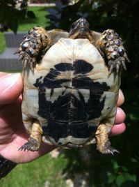 Close-up of hand holding turtle outdoors