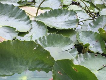 Close-up of leaves