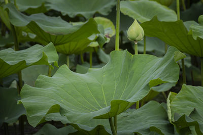 Close-up of green leaves on plant