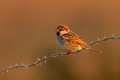 Close-up of bird perching on branch