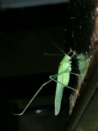 Close-up of grasshopper on web