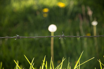 Close-up of barbed wire fence on field