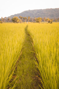 Crops growing on field