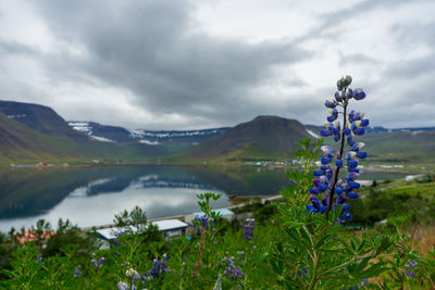 Scenic view of flowering plants and mountains against sky