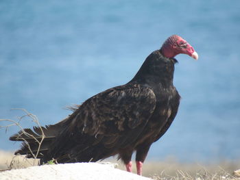 Side view of a bird on rock