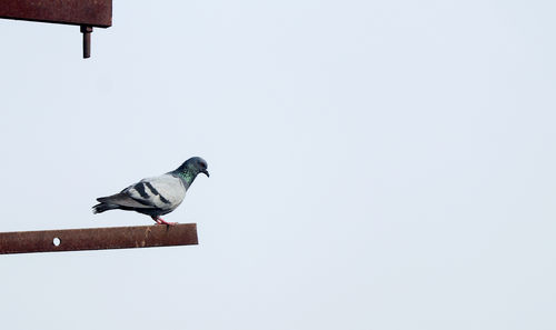 bird