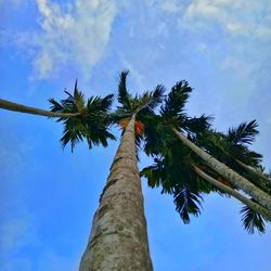 Low angle view of coconut palm tree against blue sky