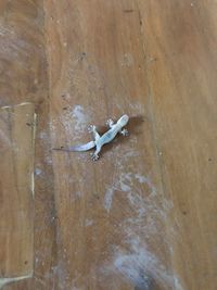 High angle view of lizard on wood