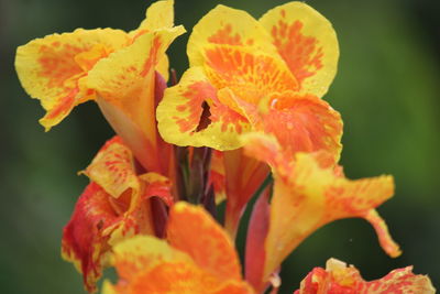Close-up of orange rose flower