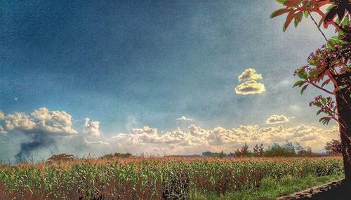 Scenic view of field against cloudy sky