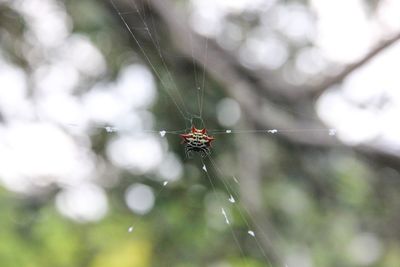 Close-up of insect