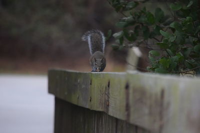 Squirrel on railing