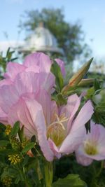 Close-up of pink flowers