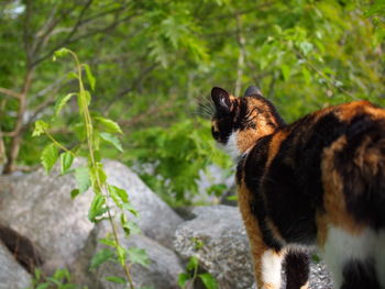 Portrait of cat on tree