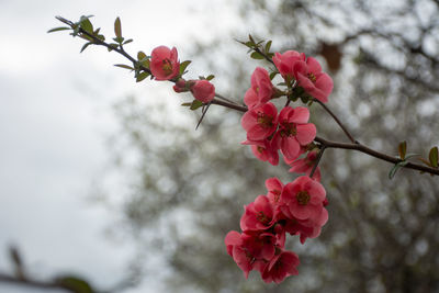 Close-up of pink cherry blossoms in spring