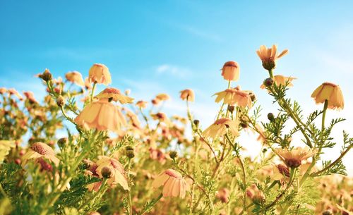 Close-up of fresh yellow flowers in field against sky