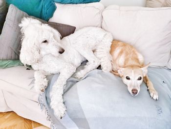 Dog relaxing on bed at home