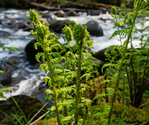 Close-up of fresh green plant