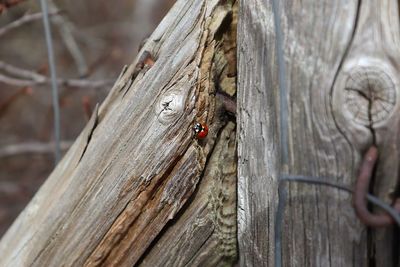 Close-up of insect on tree trunk