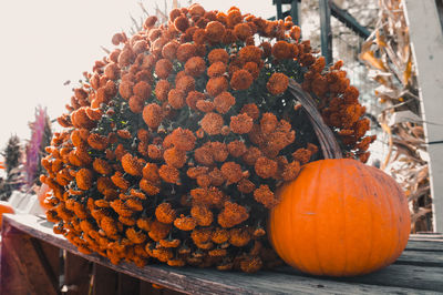 Close-up of pumpkins in market