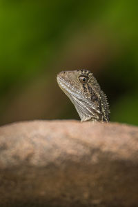 Close-up of lizard peeping over a rock