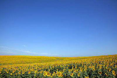 Scenic view of oilseed rape field against blue sky