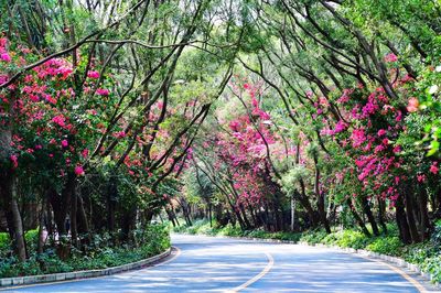 Road amidst trees