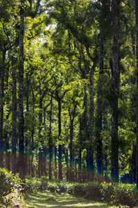 Trees in forest