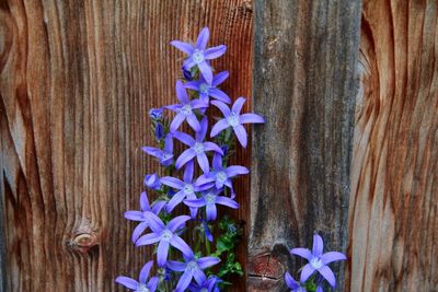 Close-up of wooden flower