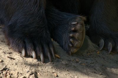 High angle view of a monkey