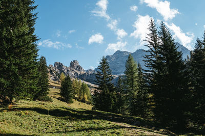 Pine trees in forest against sky