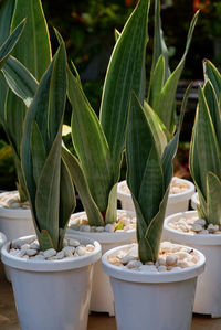 Close-up of potted plant