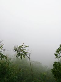 Tree by lake against sky