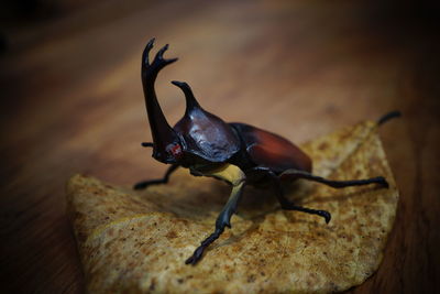 Close-up of insect on wood