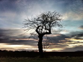 Bare trees on field against cloudy sky