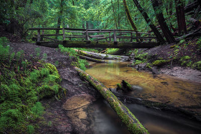 Bridge over river stream amidst trees in forest