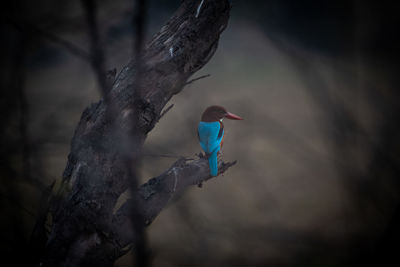 Close-up of bird perching on branch
