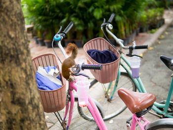 High angle view of squirrel on bicycle